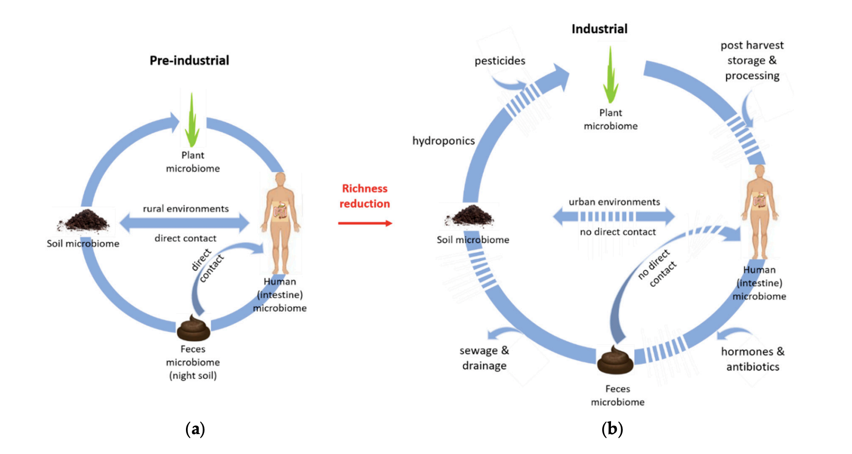Distribution of microorganisms in Soil. Microbiological Air Analysis картинки. Human gut Microbiome diversity. Soil microorganisms.